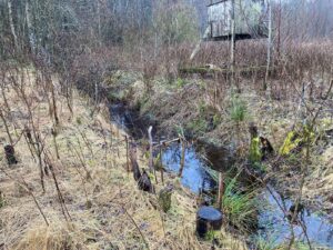 Skogsmark och vatten vid platsen för återvätningsprojekt Plönninge