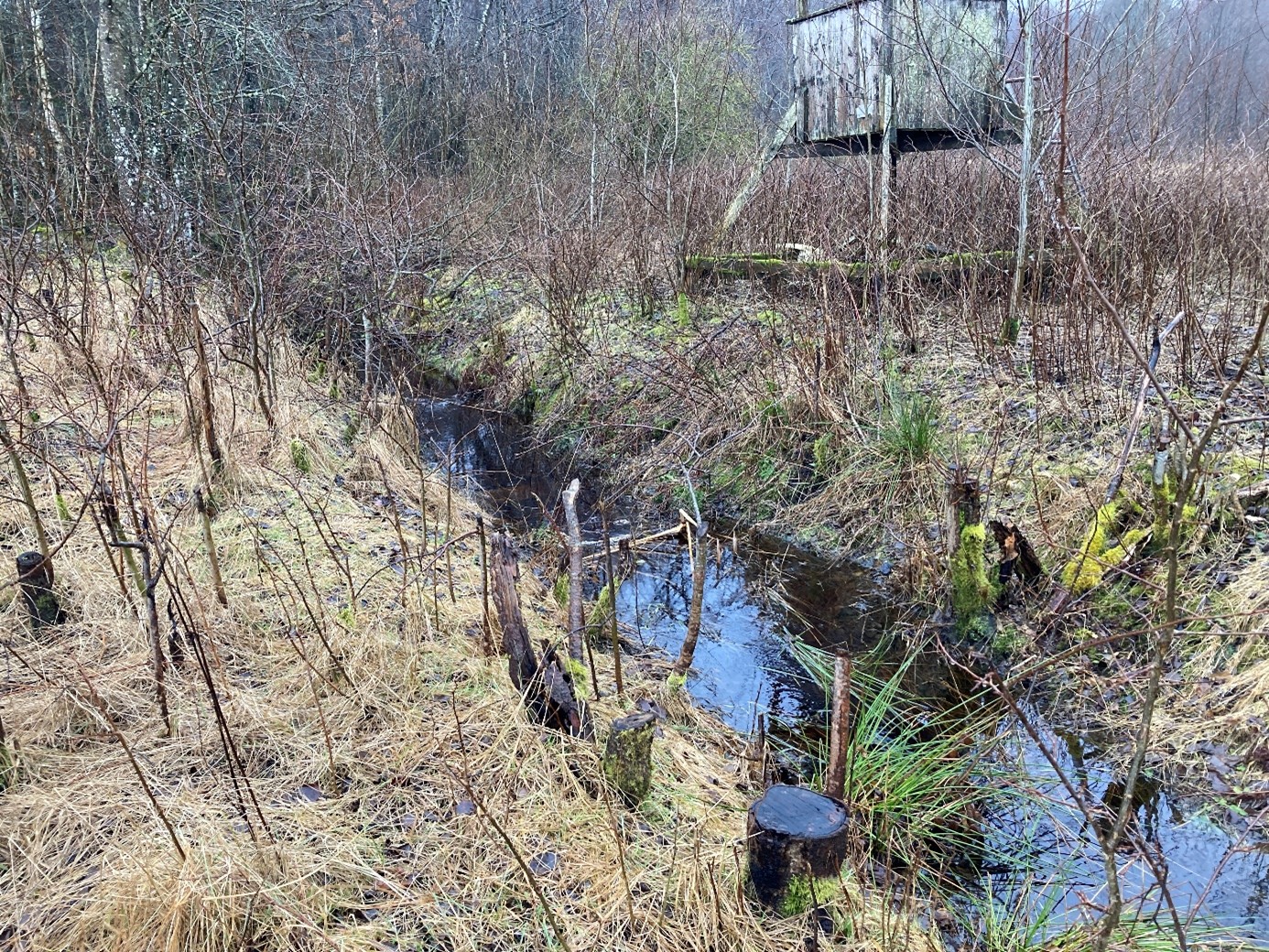 Skogsmark och vatten vid platsen för återvätningsprojekt Plönninge