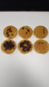 Exempelbild. Mörkt rödbruna kolonier påvisar Intestinala enterokocker, dvs indikerar tarmbakterier.